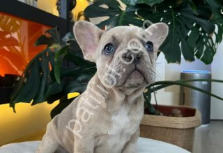EGZOTİK FRENCH BULLDOG YAVRULARIM HARİKA RENKLER VE ANATOMİLER