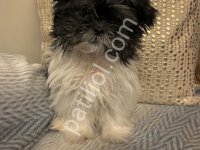 Morkie Cinsi Ev Üretimi Yavrular