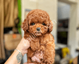 Tüy Yumağı Toy Poodle Yavruları