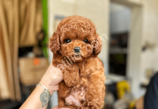 Tüy Yumağı Toy Poodle Yavruları