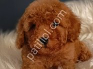 Veteriner teknikerinden ırk ve sağlık garantili Toy Poodle