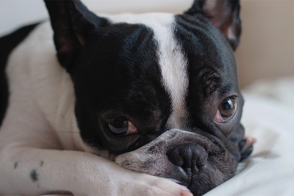 French Bulldog Fiyatları 2026: Renk, Yaş ve Şehre Göre Güncel Rehber