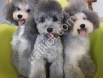 Özel renk silver poodle yavruları