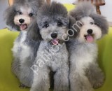 Özel renk silver poodle yavruları