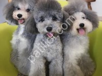 Özel Renk Silver Poodle Yavruları