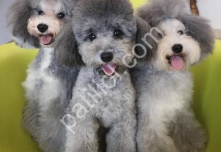 Özel renk silver poodle yavruları