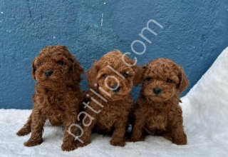 EN İYİSİNDEN ERKEK DİŞİ POODLE BEBEKLER