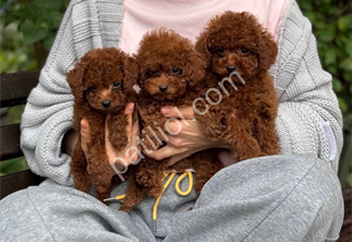Secerli kore toy poodle