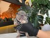 RENGARENK FRENCH BULLDOG YAVRULARIM REZERVEYE AÇIK