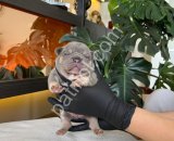 RENGARENK FRENCH BULLDOG YAVRULARIM REZERVEYE AÇIK