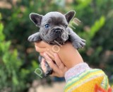 Egzotik blue french yavrularımız