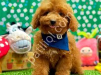 Sevimli Toy Poodle Yavrumuz