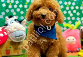 SEVİMLİ TOY POODLE YAVRUMUZ