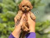 Orjinal babyface Toy Poodle yavrular