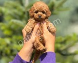 Orjinal babyface Toy Poodle yavrular