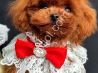 Tuvalet Eğitimli Toy Poodle Dişi Erkek Yavrular