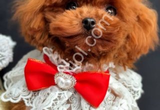 Tuvalet eğitimli toy poodle dişi erkek yavrular