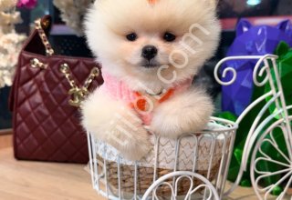 Pomeranian  boo yavrular