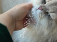 WCF Şecereli British Longhair ​Damızlık Kalitesinde Şecereli British Longhair (B