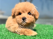 DÜNYA TATLISI MALTİPOO YAVRULARI