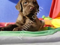 Tarım Bakanlığı Onaylı Labrador Retriever Yavrular