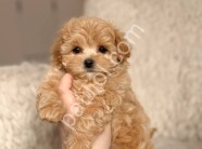 81 ile gönderim yapılır Maltipoo yavrular