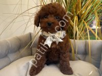 Toy Poodle Sevimli Yavrular Ev Üretimi