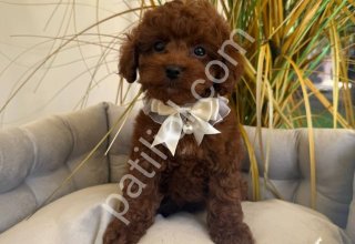 TOY POODLE SEVİMLİ YAVRULAR EV ÜRETİMİ