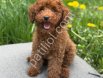 TOY POODLE SEVİMLİ YAVRULAR EV ÜRETİMİ