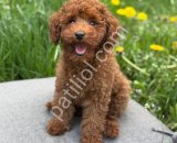 TOY POODLE SEVİMLİ YAVRULAR EV ÜRETİMİ