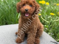 Toy Poodle Sevimli Yavrular Ev Üretimi