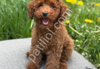 TOY POODLE SEVİMLİ YAVRULAR EV ÜRETİMİ