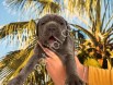 RESMİ İŞLETMEDEN A KALİTE CANE CORSO YAVRULARI