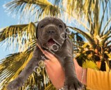 RESMİ İŞLETMEDEN A KALİTE CANE CORSO YAVRULARI