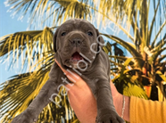 RESMİ İŞLETMEDEN A KALİTE CANE CORSO YAVRULARI