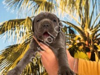 Resmi İşletmeden A Kalite Cane Corso Yavruları