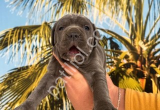RESMİ İŞLETMEDEN A KALİTE CANE CORSO YAVRULARI