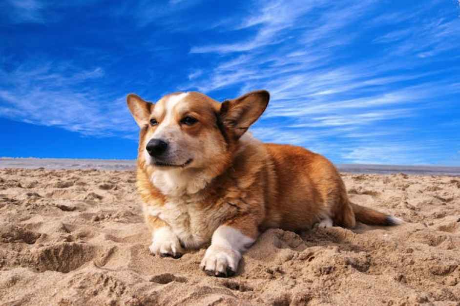 Corgi Hakkında Herşey