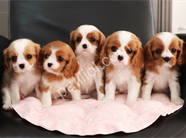 Dişi ve Erkek King Charles Cavalier Yavrularımız