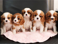 Dişi Ve Erkek King Charles Cavalier Yavrularımız