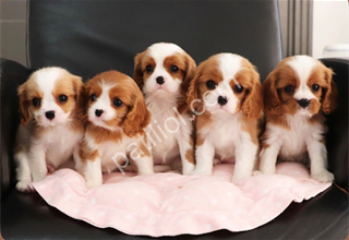 Dişi ve Erkek King Charles Cavalier Yavrularımız