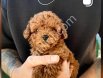 TOY POODLE SEVİMLİ YAVRULAR