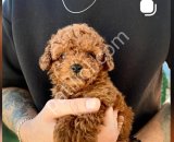 TOY POODLE SEVİMLİ YAVRULAR