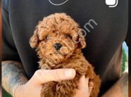 TOY POODLE SEVİMLİ YAVRULAR