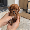Kalitenin Adresi Toy Poodle
