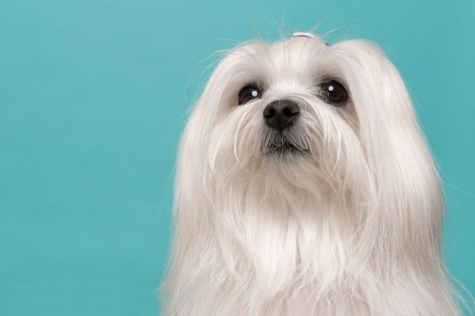 Maltese Terrier Hakkında Herşey
