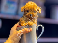 Toy Poodle Sevimli Yavrular
