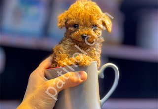 TOY POODLE SEVİMLİ YAVRULAR
