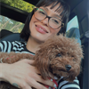 Show kalite toy poodle yavrular
