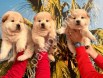 RESMİ İŞLETMEDEN AYI SURAT CHOW CHOW YAVRULARI